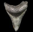 Bargain, Megalodon Tooth - North Carolina #80821-1
